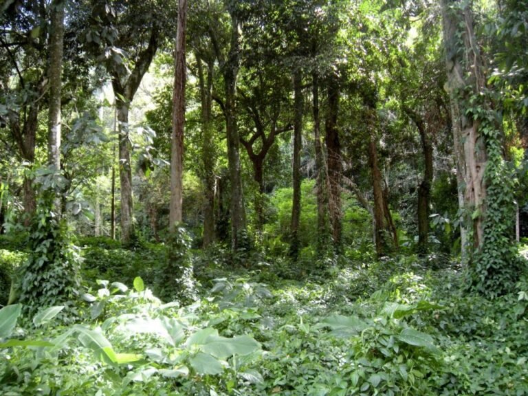 Concurso da Fundação Florestal com quase 11 mil inscritos avança para nova etapa